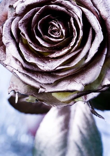Srebrna róża — Zdjęcie stockowe