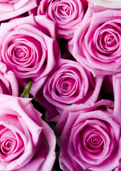 Beautiful roses — Stock Photo, Image