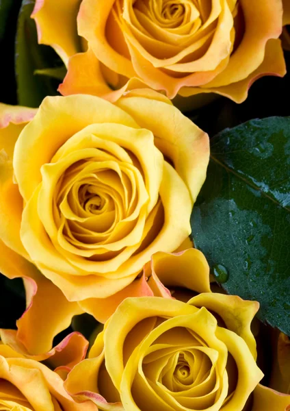 아름 다운 장미 — 스톡 사진