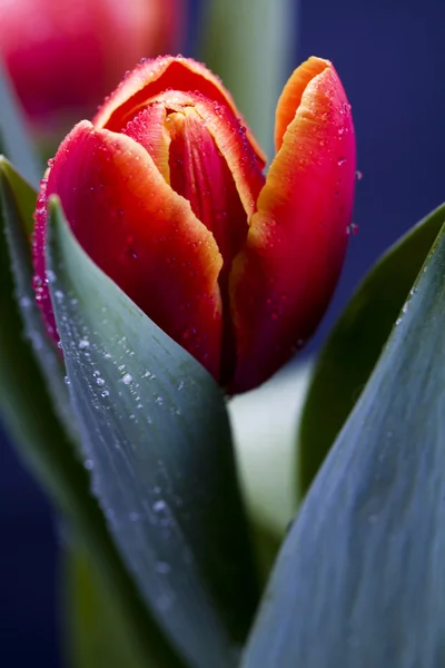 Tulipani primaverili Foto Stock