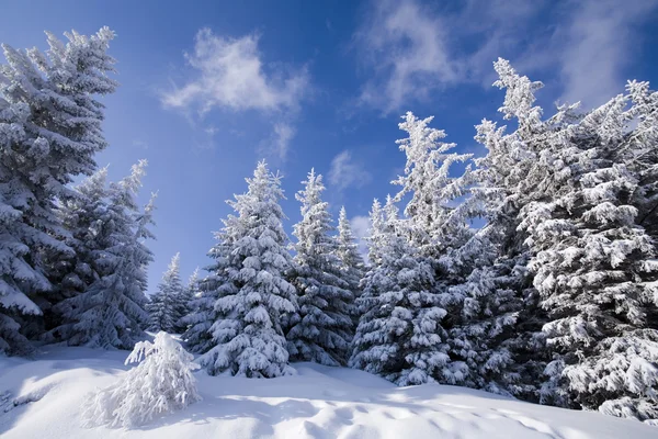 Verschneiter Wald lizenzfreie Stockbilder