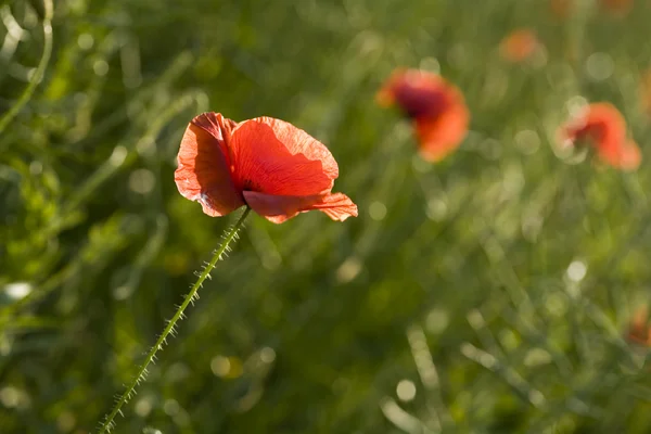 Poppies op groen veld Stockfoto