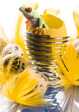 kırık yumurta kurbağa