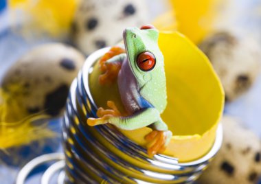 Frog in a broken egg clipart