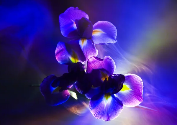 Iris flower — Stock Photo, Image