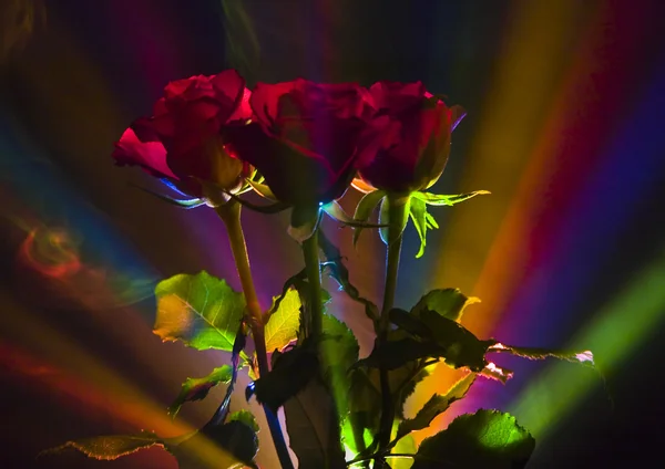 Květy růže — Stock fotografie