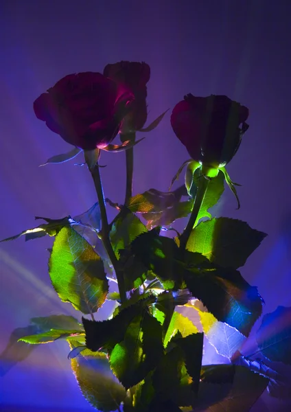 Квіти з троянди — стокове фото