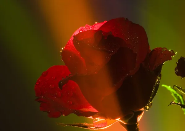 Flores de rosas — Fotografia de Stock