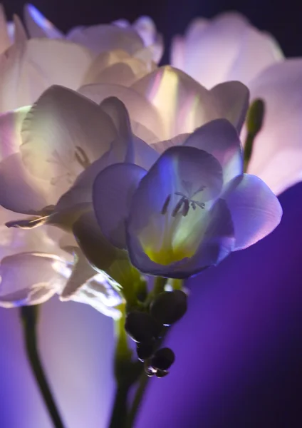 Freesia — Stock Photo, Image