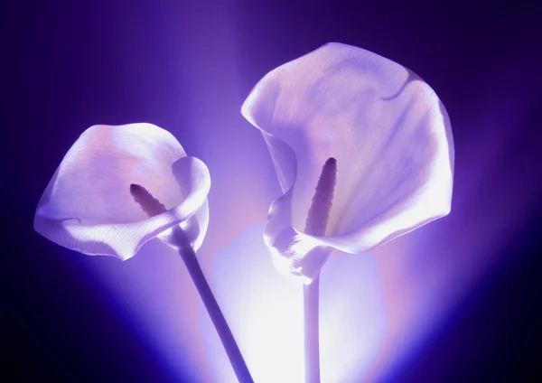 Calla Lily. — Fotografia de Stock