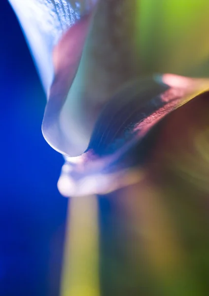 Calla Lily. — Fotografia de Stock