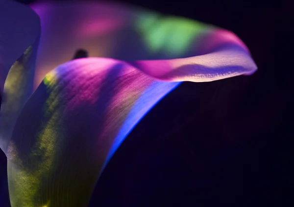 Calla lily — Stock fotografie