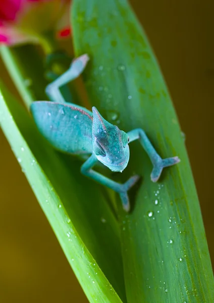 Kameleon — Stockfoto