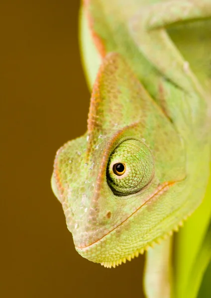 Chameleón — Stock fotografie