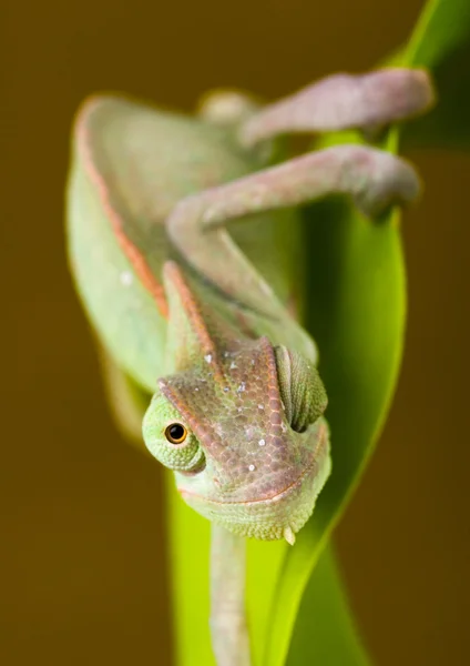 Chameleón — Stock fotografie