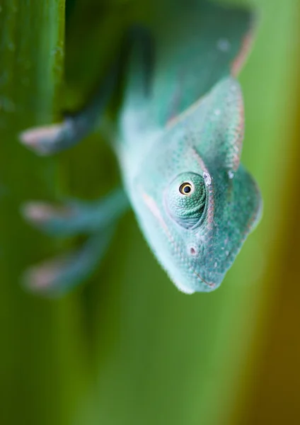 Kameleon — Zdjęcie stockowe