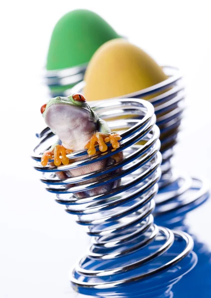 Rana con huevos —  Fotos de Stock