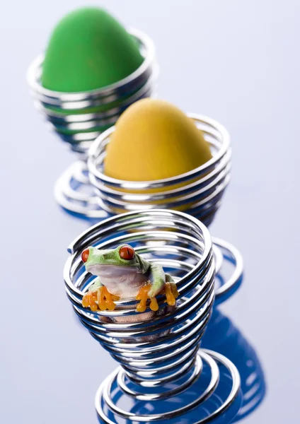 Groda med ägg — Stockfoto