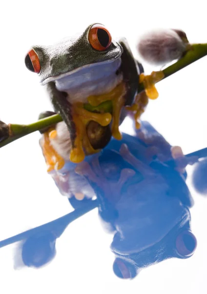 Frog on a branch — Stock Photo, Image