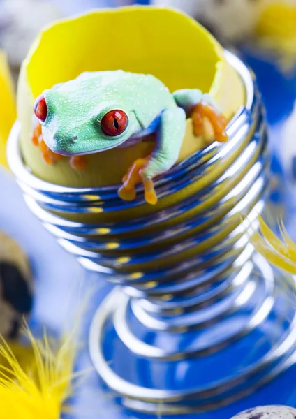 Frog in a broken egg — Stock Photo, Image