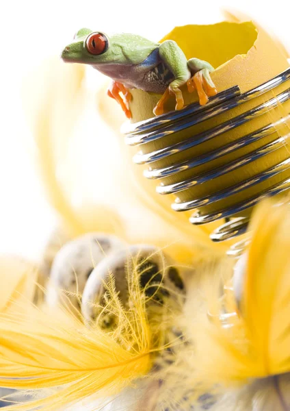 Frog in a broken egg — Stock Photo, Image