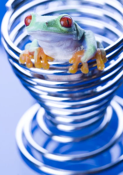 Žába v malý pramen — Stock fotografie