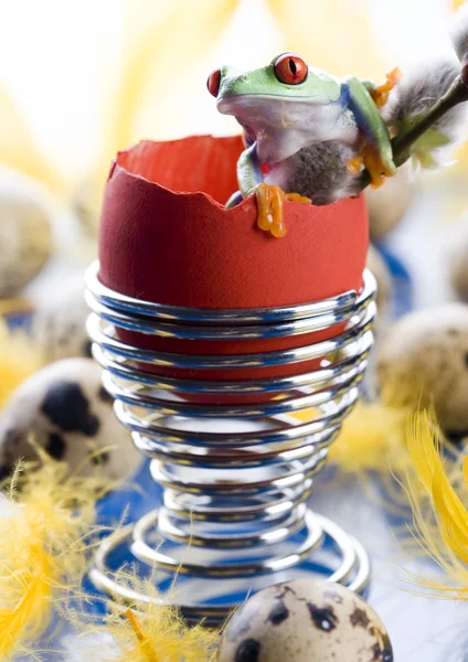 Rã num ovo partido — Fotografia de Stock