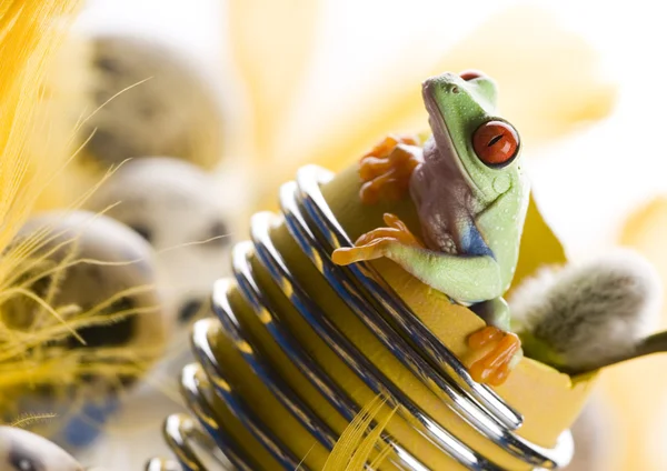 Frog in a broken egg — Stock Photo, Image