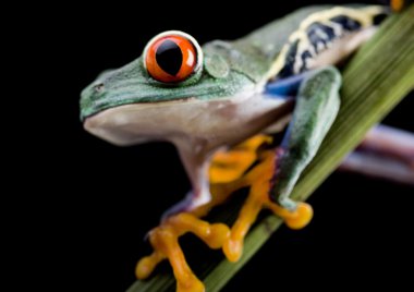 Kırmızı gözlü ağaç kurbağası.