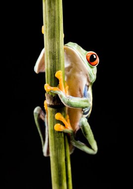 Kırmızı gözlü ağaç kurbağası.