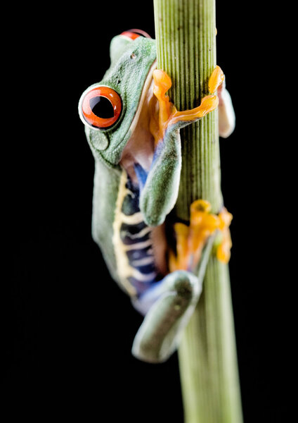 Red-Eyed Tree Frog