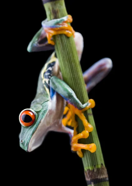 Grenouille arbustive aux yeux rouges — Photo