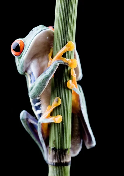 Red-Eyed Tree Frog — Stock Photo, Image