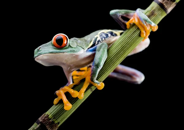 Sapo-de-olhos-vermelhos — Fotografia de Stock