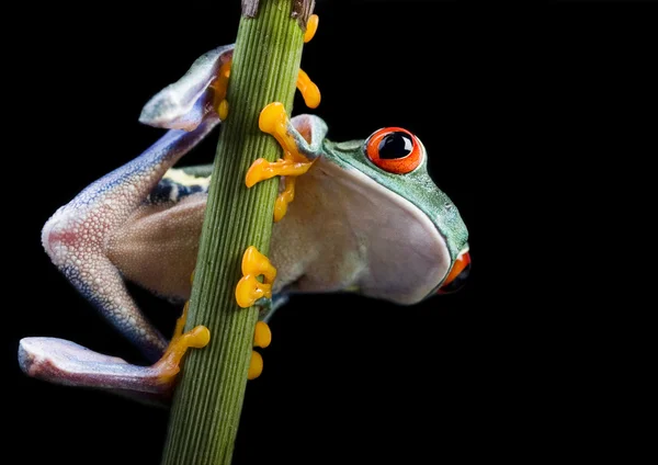 Sapo-de-olhos-vermelhos — Fotografia de Stock