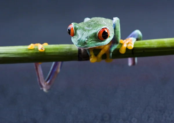 Sapo-de-olhos-vermelhos — Fotografia de Stock