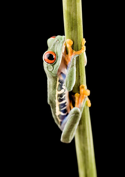 Red-Eyed Tree Frog