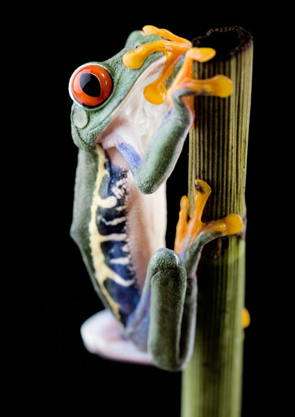 Red-Eyed Tree Frog