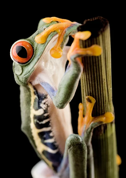 Sapo-de-olhos-vermelhos — Fotografia de Stock