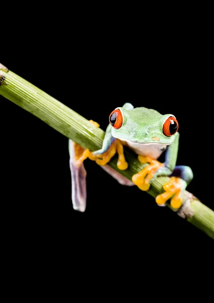 Red-Eyed Tree Frog — Stock Photo, Image