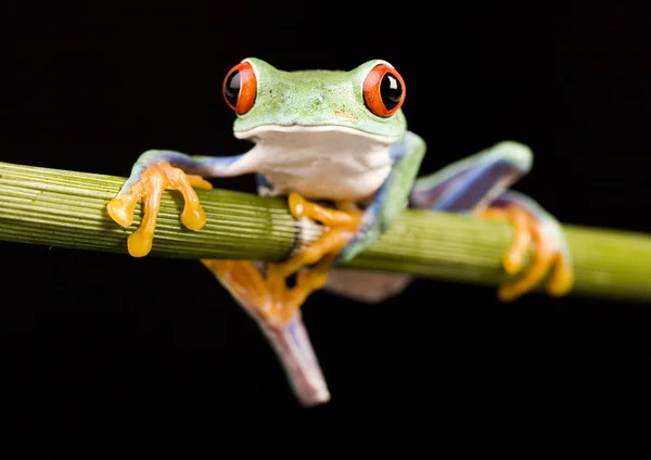 Rödögd trädgroda — Stockfoto