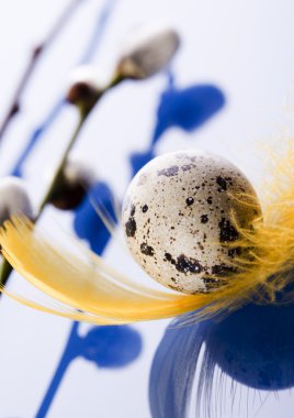 Bıldırcın yumurta