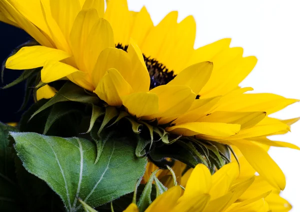 Sonnenblumen — Stockfoto