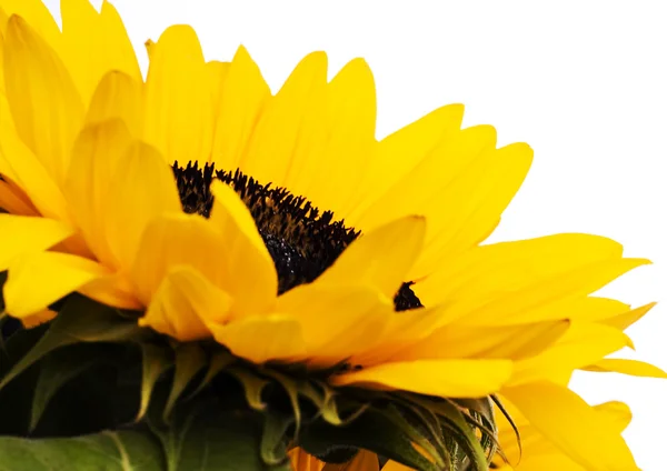 Sunflowers — Stock Photo, Image