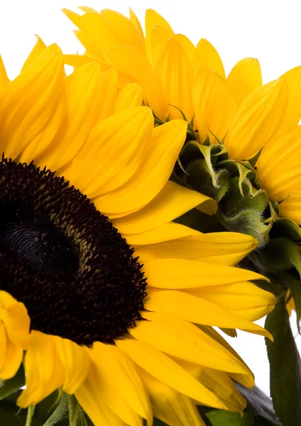 Sonnenblumen — Stockfoto