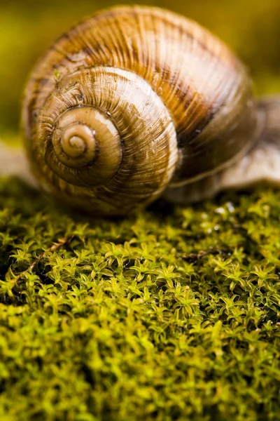 Snail on moss — Stock Photo, Image