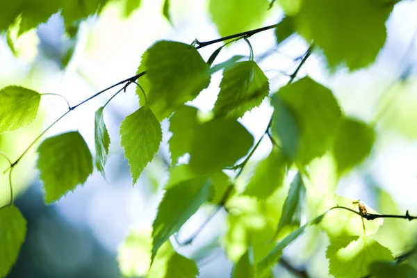 Closeup leaf — Stock Photo, Image