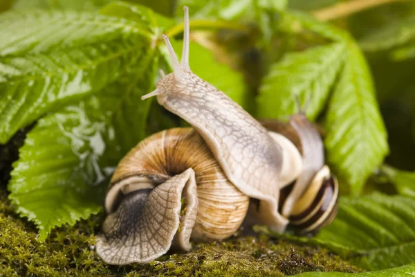 Snail on moss — Stock Photo, Image