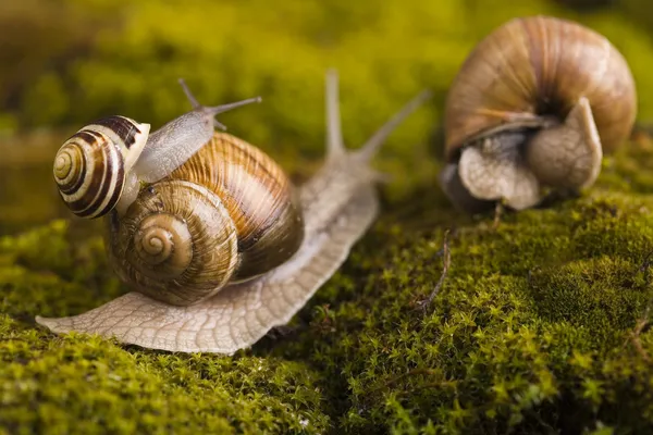 Snail on moss — Stock Photo, Image