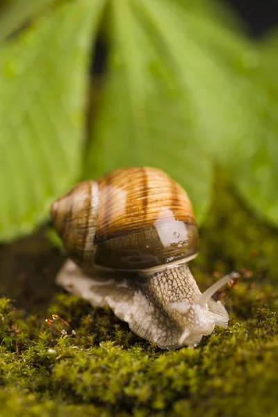 Snail on moss — Stock Photo, Image